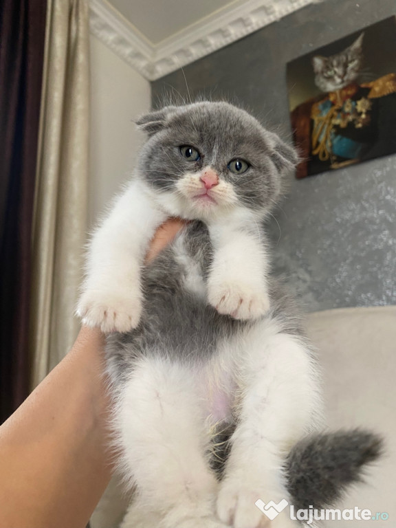 Scottish fold puiuți