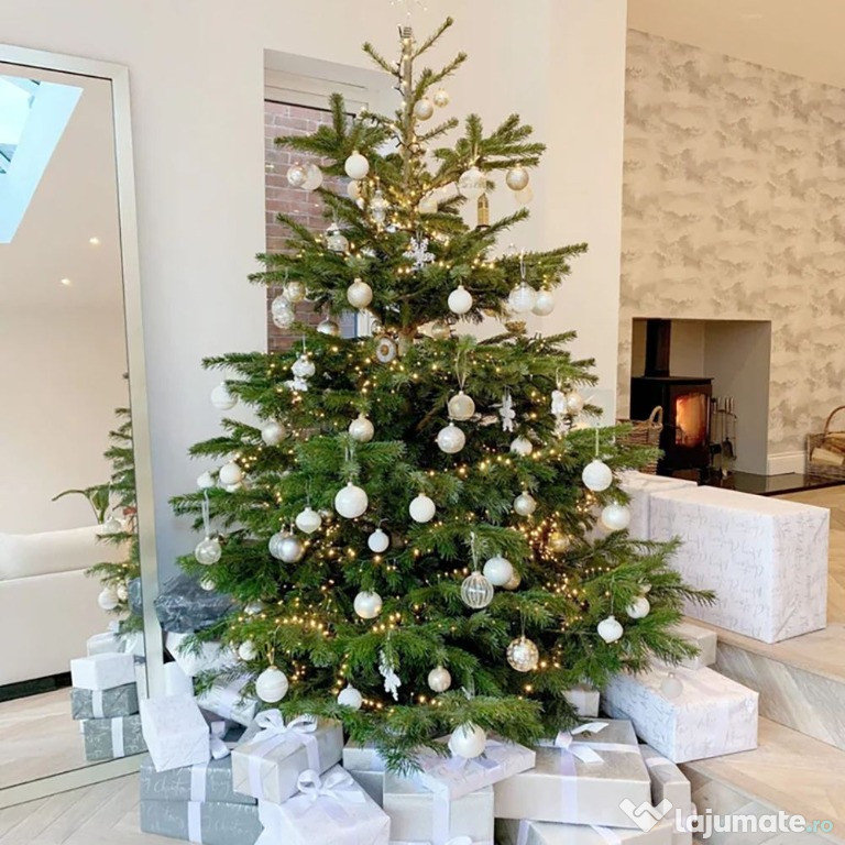 Vând brazi pomi de Crăciun abies alba