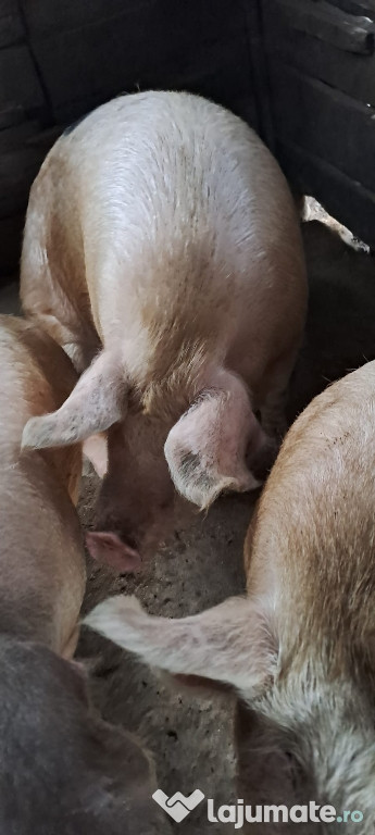 Vand porc marele alb crescut doar cu porumb preț 17 ron sat fizes