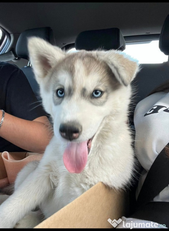 Vând puiuț Husky siberian,12 sapt.