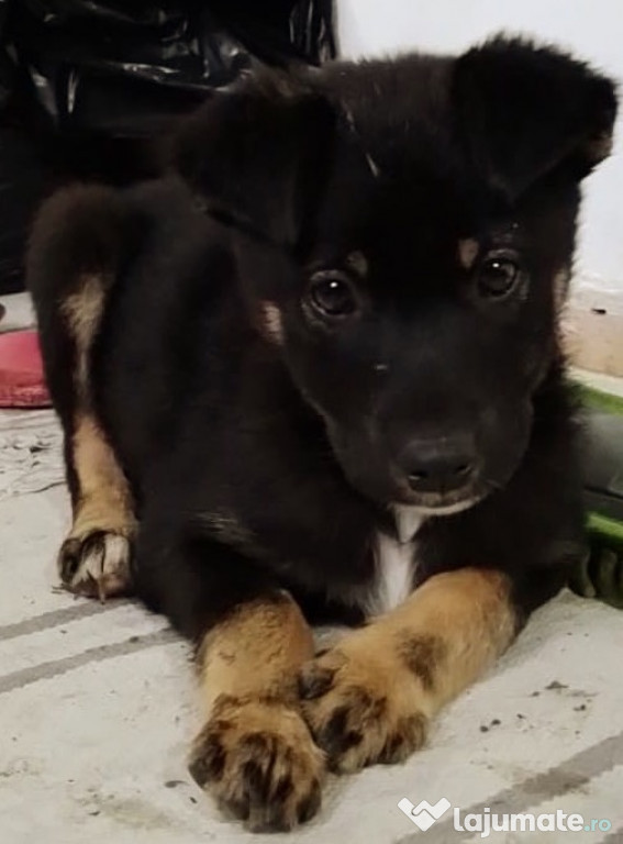 Metis ciobanesc pui, gratuit