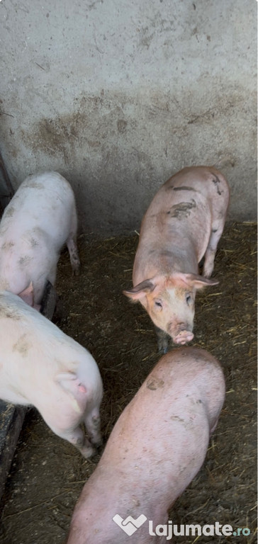 Vând purcei mici de crescut și mari de tăiat