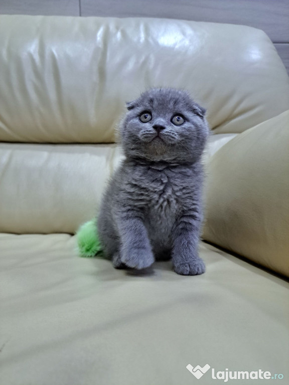 Scottish fold blue