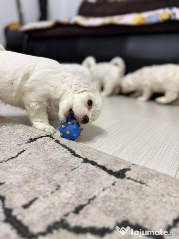 Pui de bichon maltez