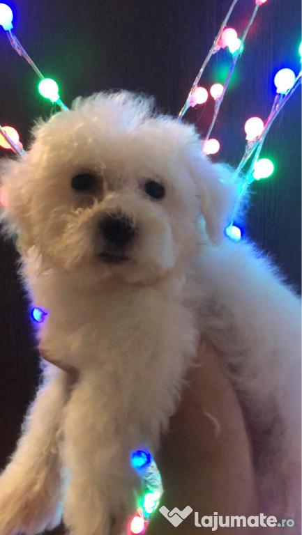 Bichon maltez alb pufos