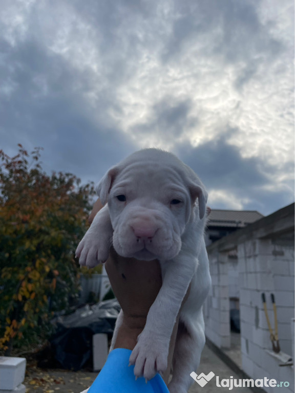 Vând pui din rasa Dog Argentinian