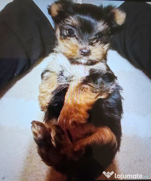 Yorkshire terrier toy