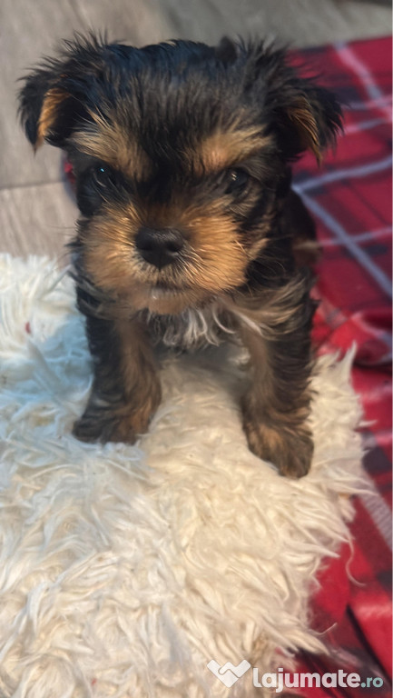 Vând pui yorkshire terrier