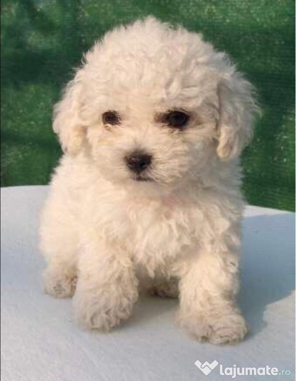 Caniche alb de talie mica