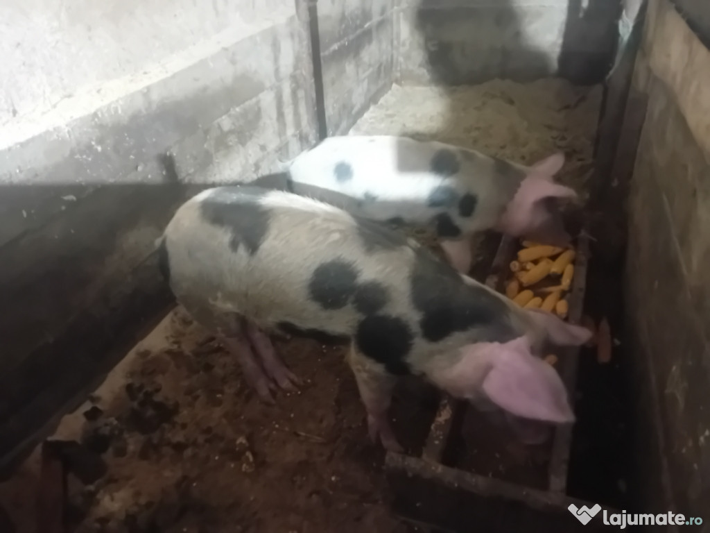 Vand purcei aproximativ 50kg