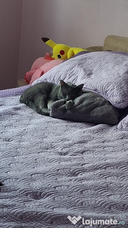 Mâț british short hair ,gri cu alb