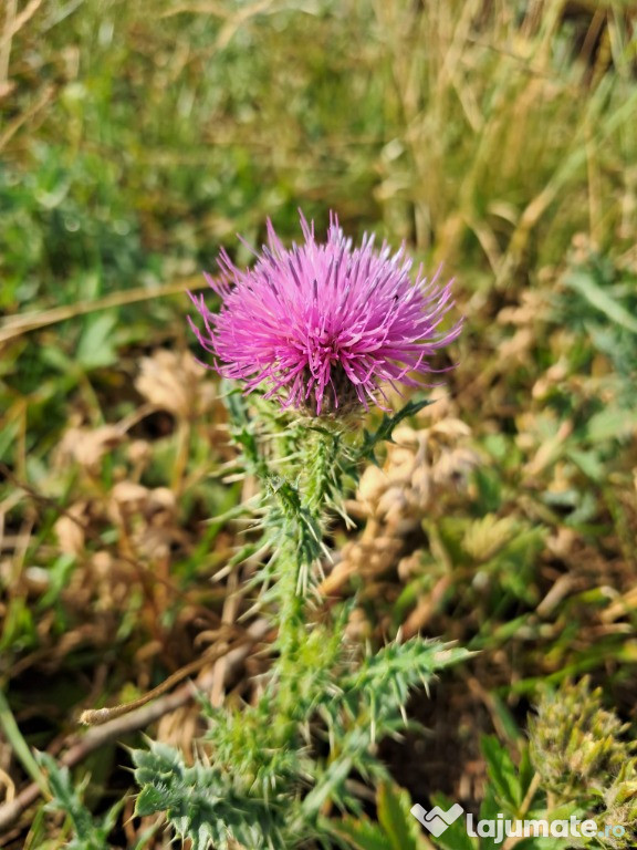 Teren intravilan suprafata de 2504 mp Feleacu