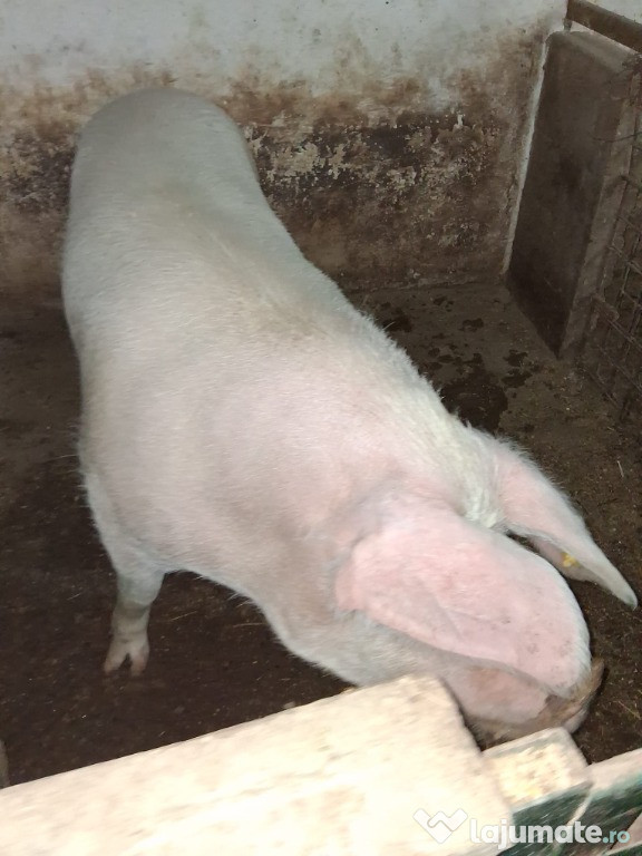 Vând SCROAFĂ PENTRU SACRIFICAT