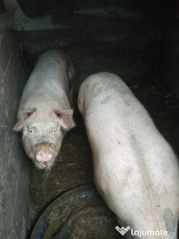 Vand 2 porci de 350 kg