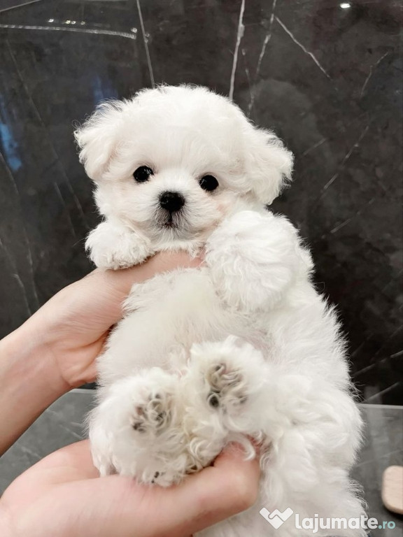 Bichon maltez mini toy