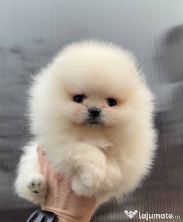 Pomeranian mini boo