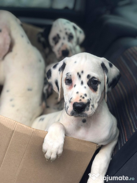 Dalmatian pui de vânzare
