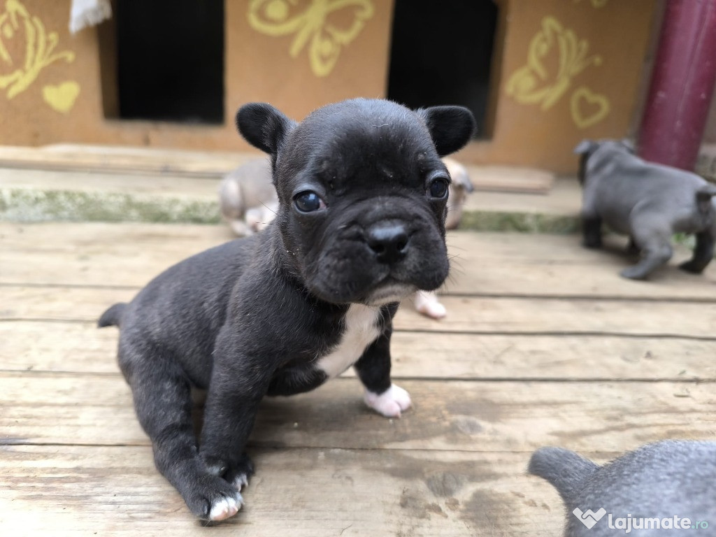 Pui de bulldog francez de rasă pură