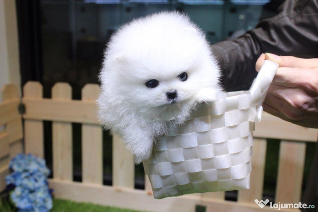 Pomeranian mini boo