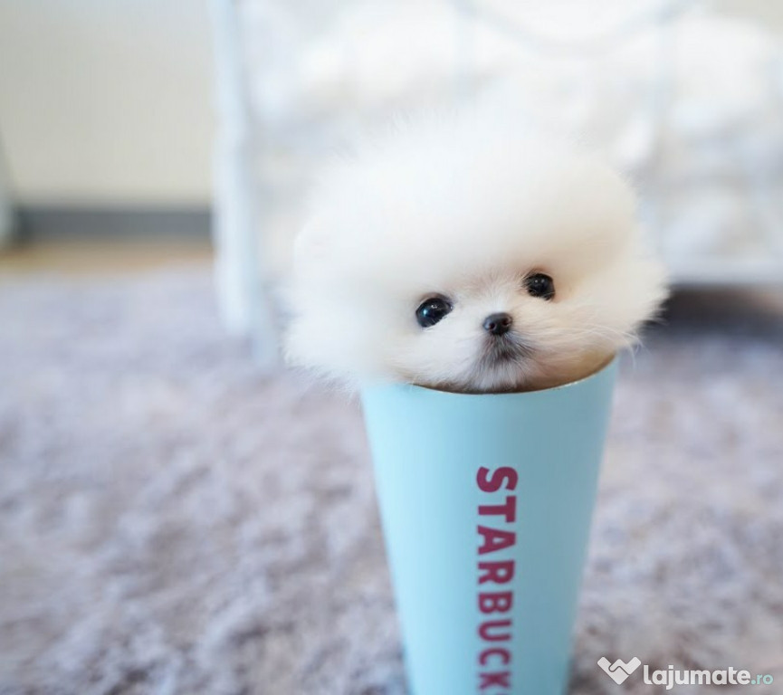 Pomeranian puppy mini de poșetă