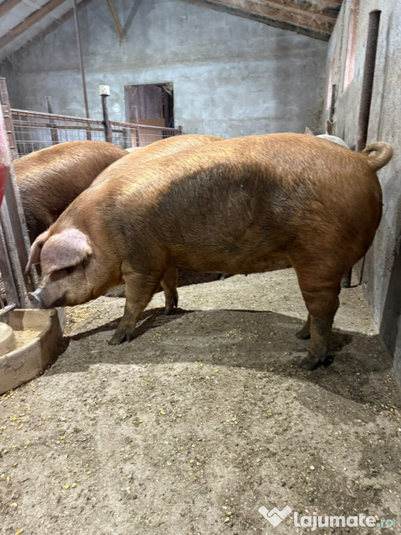 Porci crescuți natural