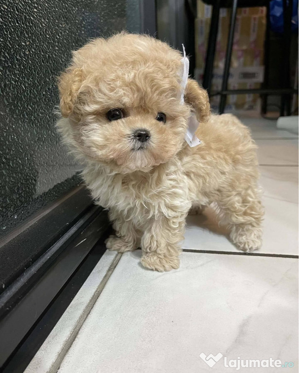 Maltipoo Pudel Mini Toy