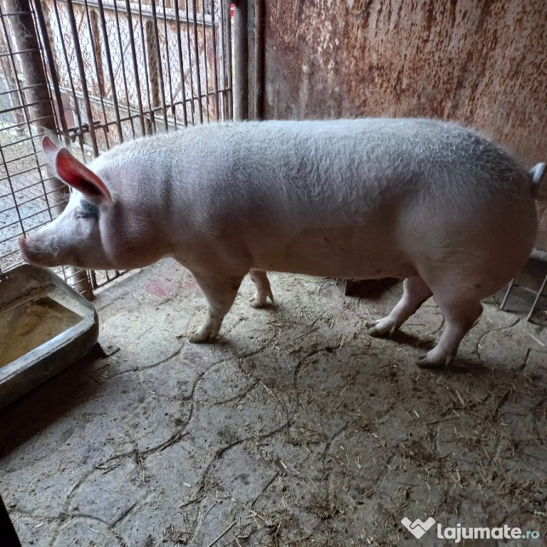 Porc de vanzare crescut la curte