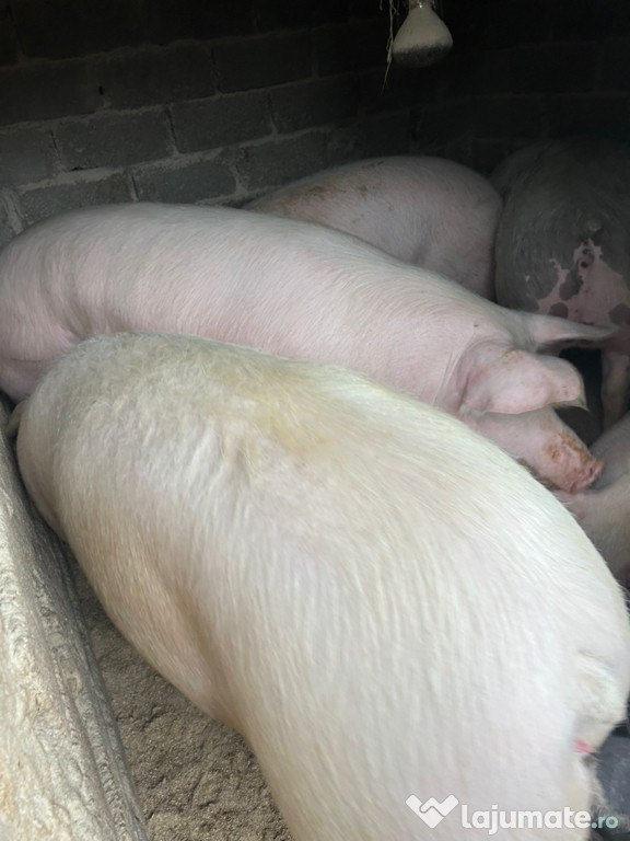 Porci de casă pentru Crăciun