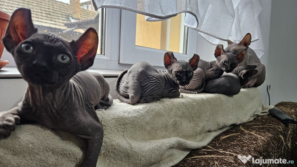Pui Sphynx 2 luni (5 octombrie) , fetițe