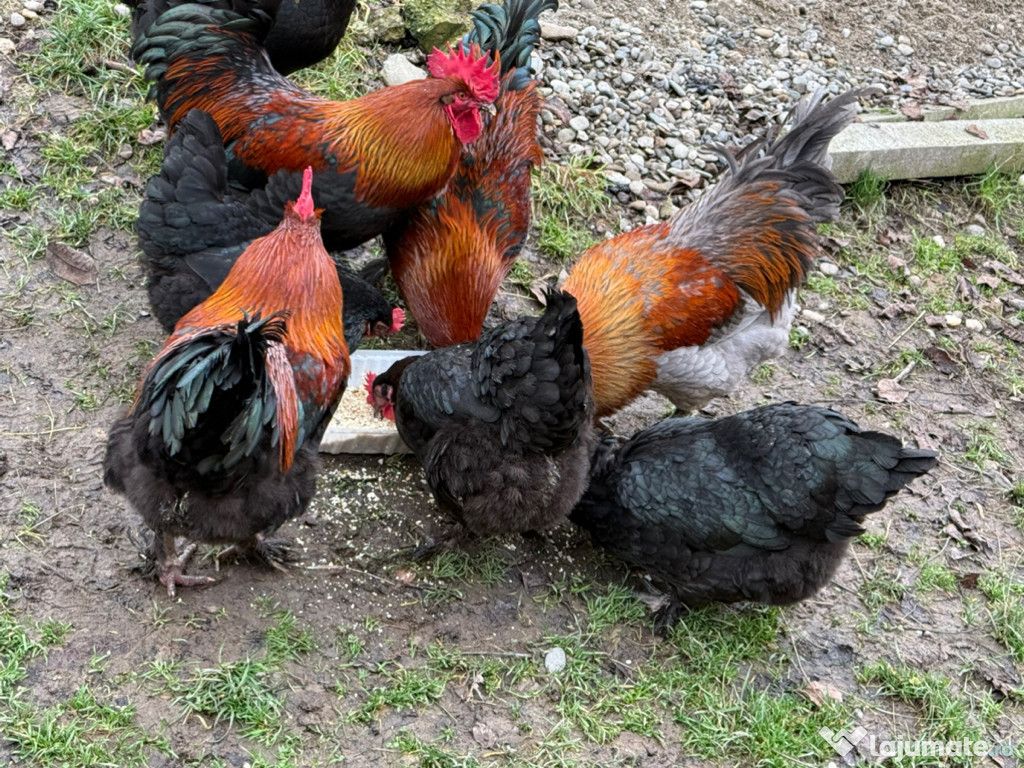 Cocoși Marans negru arămiu