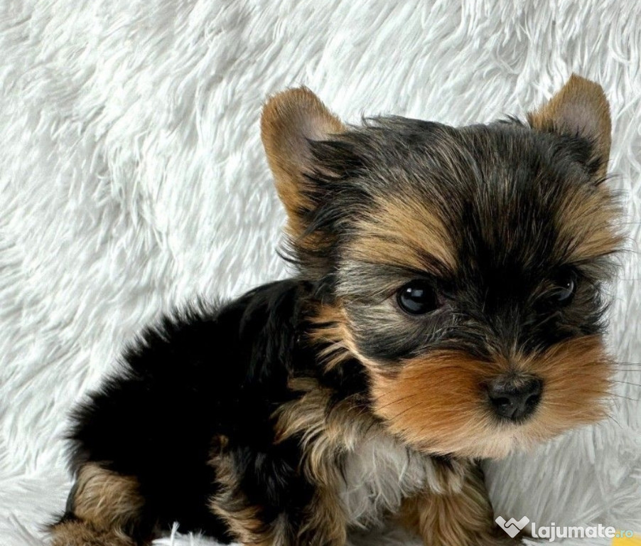Yorkshire terrier talie mica