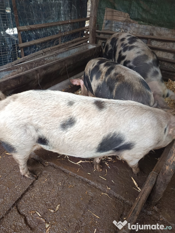 Vând porci crescuți natural