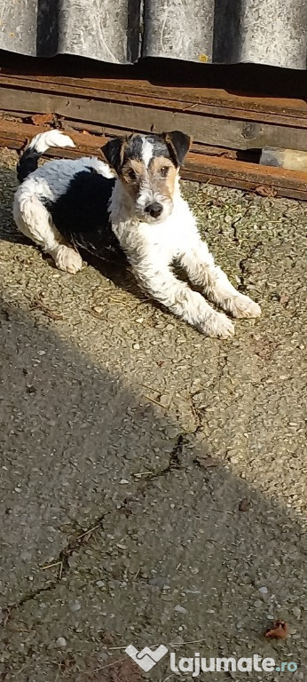 Fox terrier sârmos