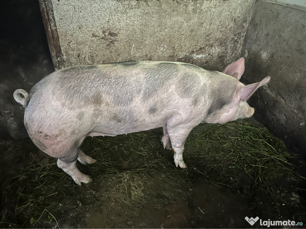 Vând porc de Crăciun