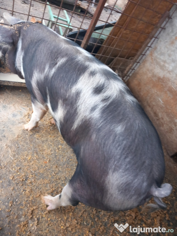 Disponibila varta 10 luni!