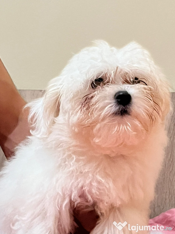 Animal de companie,câine