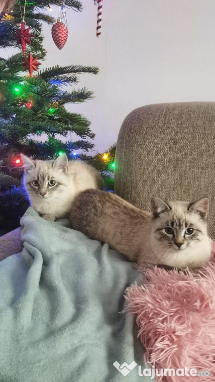 Vând 2 pusicuti pufoși