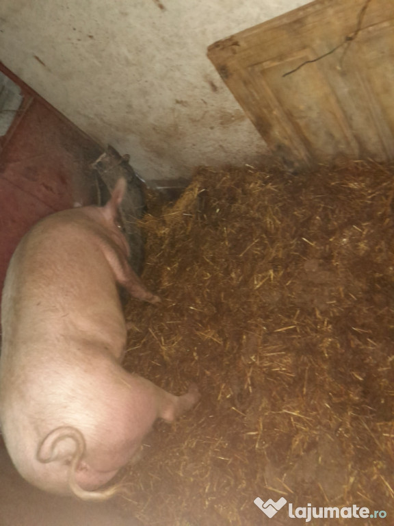 Porc de vanzare dracsenei teleorman