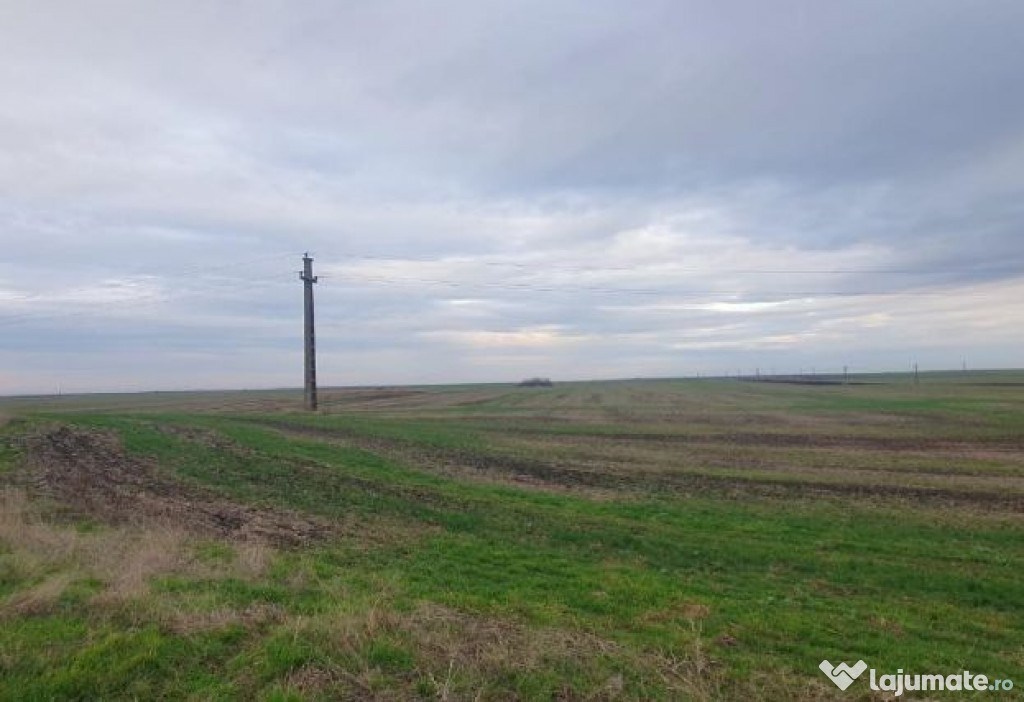 -teren extravilan, com. Satchinez, jud. Timis