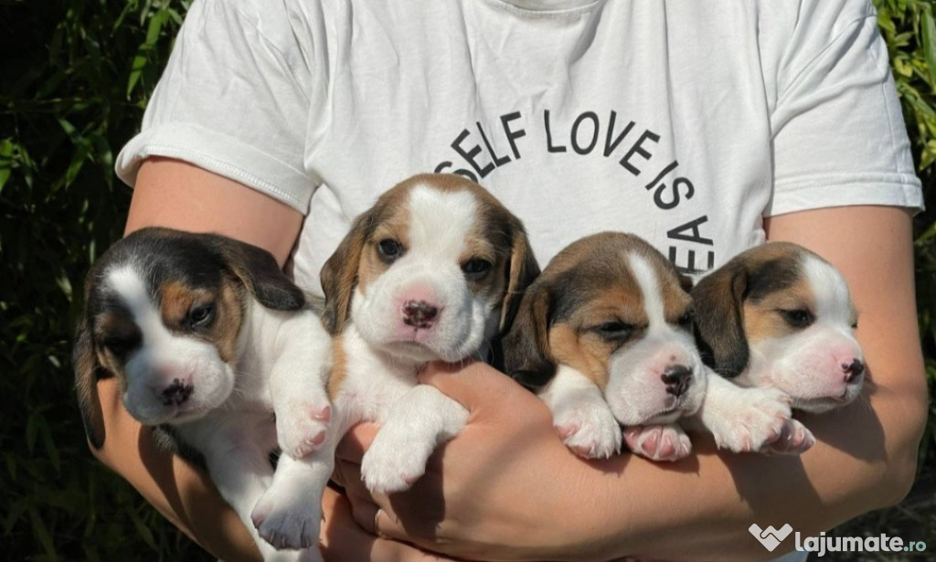 Căței beagle frumoși spre adopție.