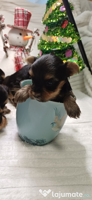 Yorkshire terrier mini