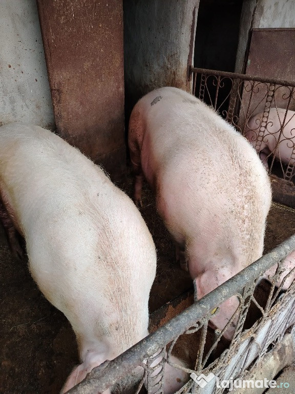 Vând porci la diferite greutăți