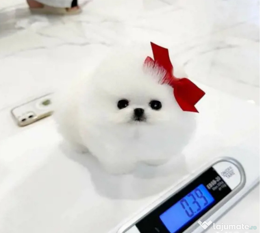 Pomeranian mini toy tip ursuleț