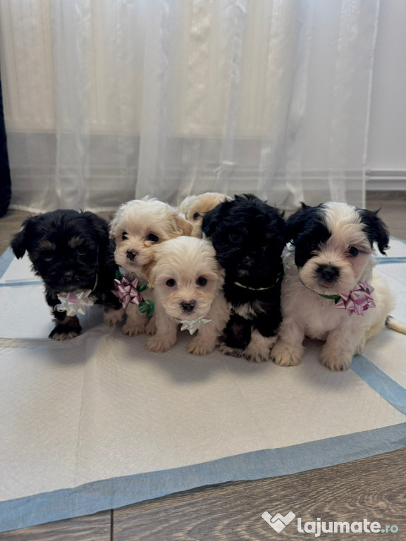 Puiuți Bichon Maltez de vânzare