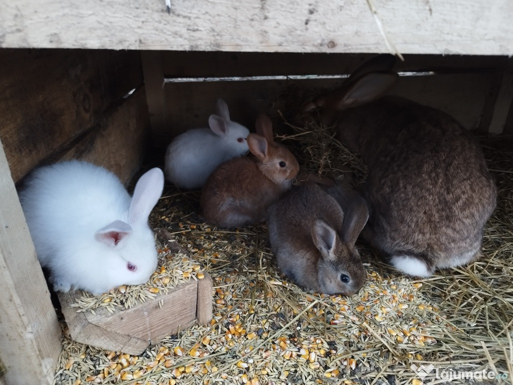 Vând iepuri vaccinați