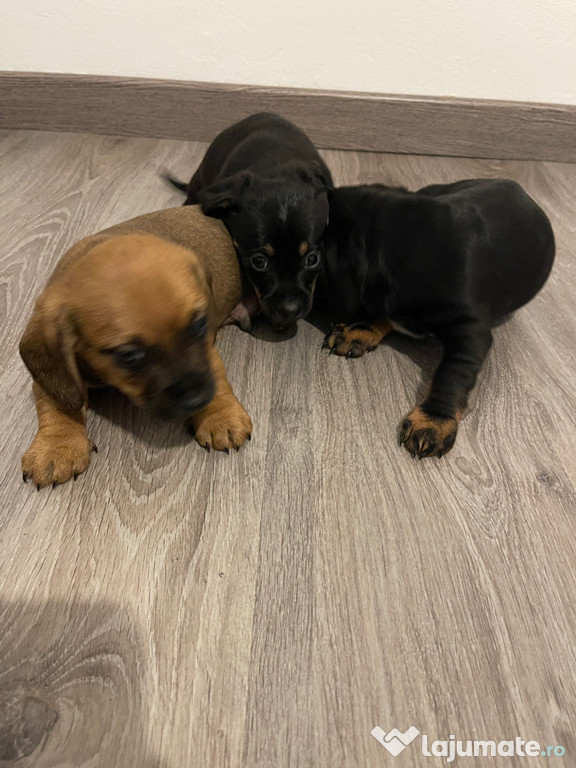 Pui de teckel metis.