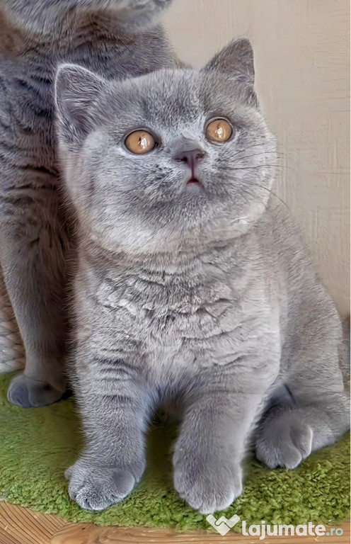 British shorthair blue