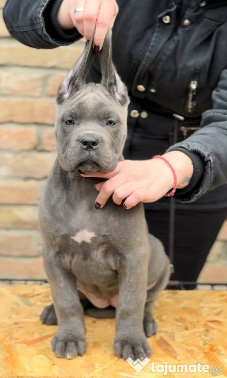 Cane Corso cățeluși
