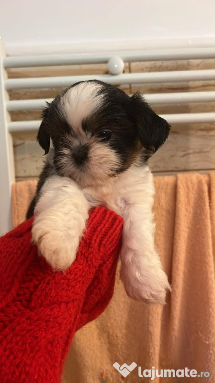 Shih tzu de vanzare
