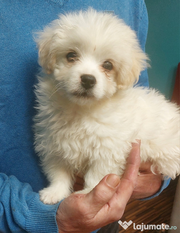 Bishon maltez de vânzare